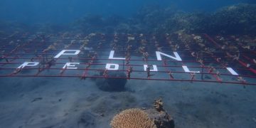 PLN UIP MPA dan Mitra Gelar Aksi Transplantasi Terumbu Karang