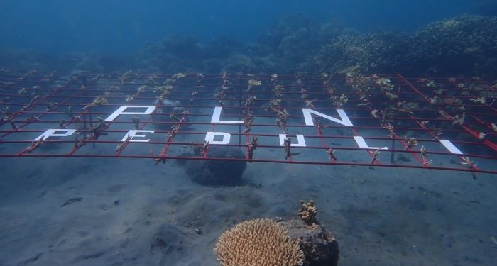 PLN UIP MPA dan Mitra Gelar Aksi Transplantasi Terumbu Karang