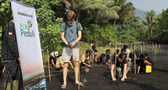 Pulihkan Habitat Mamoa, PLN dan UNIERA Siapkan 1.000 Bibit Mangrove