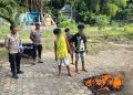 Tiga Pemuda Terjerat Kasus Narkoba, Polresta Jayapura Musnahkan 1,18 Kg Ganja
