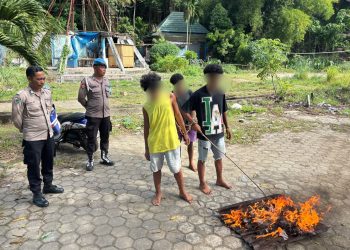 Tiga Pemuda Terjerat Kasus Narkoba, Polresta Jayapura Musnahkan 1,18 Kg Ganja