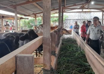 Dukung Program Makan Bergizi, Papua Tingkatkan Produksi Daging