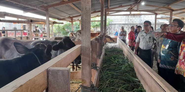 Dukung Program Makan Bergizi, Papua Tingkatkan Produksi Daging