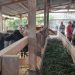 Dukung Program Makan Bergizi, Papua Tingkatkan Produksi Daging
