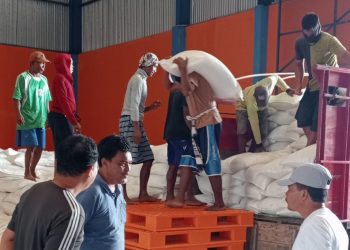 Hingga 16 Maret, Perum Bulog Papua Serap 3.630 Ton Beras Merauke