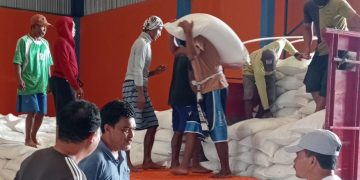Hingga 16 Maret, Perum Bulog Papua Serap 3.630 Ton Beras Merauke