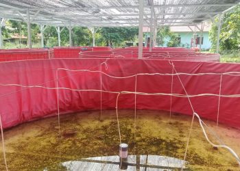 Kondisi Bioflok Ikan Nila di Kampung Nolokla Memprihatinkan