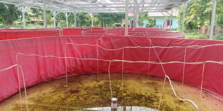 Kondisi Bioflok Ikan Nila di Kampung Nolokla Memprihatinkan
