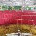 Kondisi Bioflok Ikan Nila di Kampung Nolokla Memprihatinkan