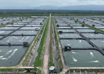 Gunakan Listrik PLN, Perusahaan Tambak Udang di Maluku Berhasil Efisiensi Rp123 Juta Lebih
