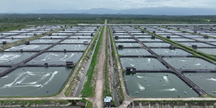 Gunakan Listrik PLN, Perusahaan Tambak Udang di Maluku Berhasil Efisiensi Rp123 Juta Lebih