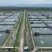 Gunakan Listrik PLN, Perusahaan Tambak Udang di Maluku Berhasil Efisiensi Rp123 Juta Lebih