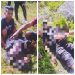 2 Polisi Gugur Ditembak KKB di Paniai