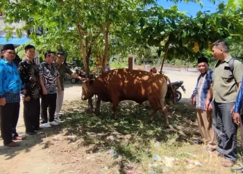 Bacabup Jhon Manangsang Wally Serahkan Hewan Kurban