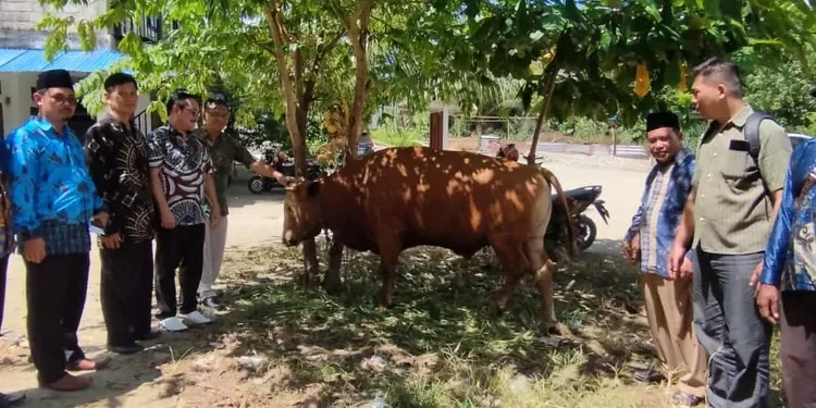 Bacabup Jhon Manangsang Wally Serahkan Hewan Kurban