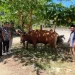 Bacabup Jhon Manangsang Wally Serahkan Hewan Kurban