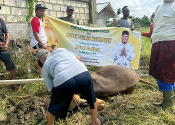 Warga Perbatasan Papua Terima Hewan Kurban dari Paulus Waterpauw