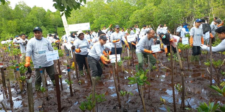 PLN UIP MPA Tanam Ribuan Mangrove dan Pohon Kayu Keras