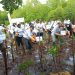 PLN UIP MPA Tanam Ribuan Mangrove dan Pohon Kayu Keras