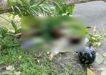 Kronologi Pengendara Motor Meninggal Dunia Akibat Tertimpa Pohon Tumbang di Sentani