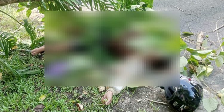 Kronologi Pengendara Motor Meninggal Dunia Akibat Tertimpa Pohon Tumbang di Sentani