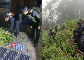 TNI Temukan Ladang Ganja Seluas Setengah Hektare saat Operasi Pembersihan Gubug OPM