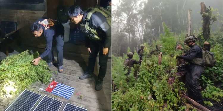 TNI Temukan Ladang Ganja Seluas Setengah Hektare saat Operasi Pembersihan Gubug OPM