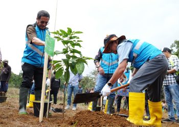 PLN Gandeng Instansi Hingga Masyarakat Lakukan Rehabilitasi Hutan di Papua