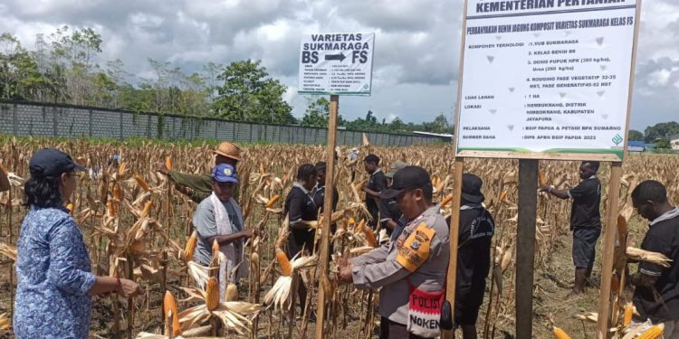 Petani di Nimbokrang Berhasil Kembangkan Jagung Varietas Unggul Sukmaraga