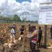 Petani di Nimbokrang Berhasil Kembangkan Jagung Varietas Unggul Sukmaraga