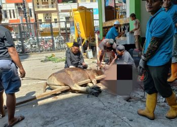 Masjid Al Askar Jayapura Sembelih 24 Ekor Hewan Kurban