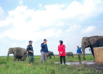 Lestarikan Gajah Sumatra, PLN Sediakan Kendaraan Patroli Hewan