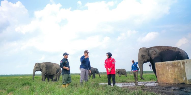 Lestarikan Gajah Sumatra, PLN Sediakan Kendaraan Patroli Hewan
