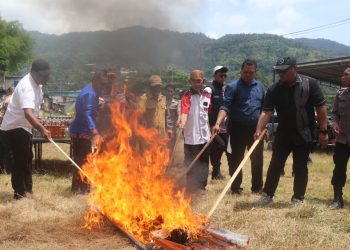 Polresta Jayapura Musnahkan 2,3 Kilogram Ganja dan Miras Hasil Razia