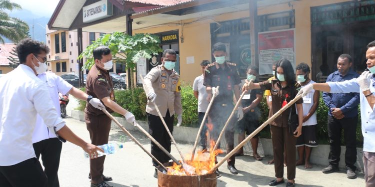 Polres Jayapura Musnahkan 2 Kilogram Ganja Asal PNG