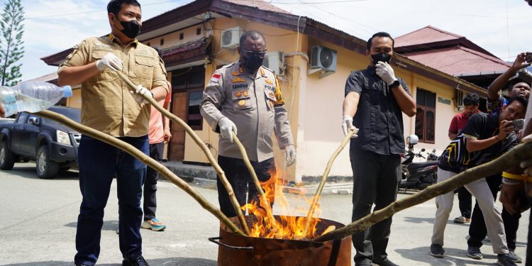 Polres Jayapura Musnahkan Ganja Seberat 3,8 Kilogram