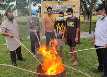 Polres Keerom Musnahkan Ganja