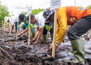 PLN Tanam 1.000 Bibit Mangrove di TWA Teluk Youtefa