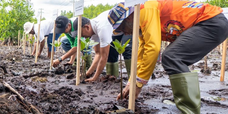 PLN Tanam 1.000 Bibit Mangrove di TWA Teluk Youtefa