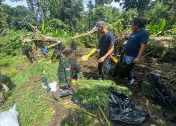 Kronologi Penemuan Ladang Ganja Seluas 600 Meter Persegi di Keerom