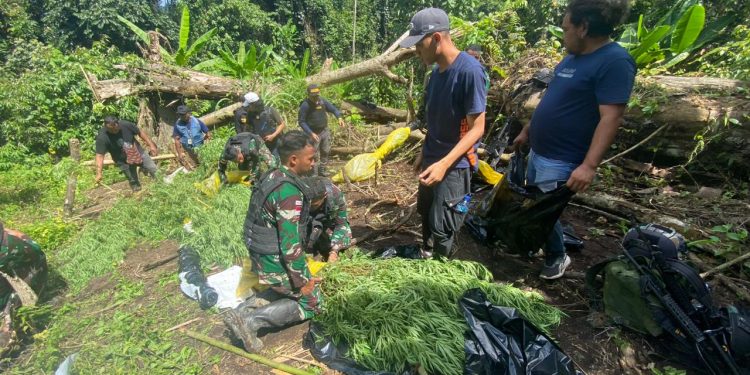 Kronologi Penemuan Ladang Ganja Seluas 600 Meter Persegi di Keerom