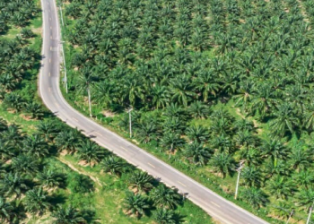 GAPKI Papua Minta Pemerintah Cabut Izin Perusahaan Sawit yang Tak Beroperasi