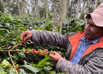 Upaya Bank Indonesia Jadikan Kopi Wamena Komoditas Unggulan di Pasar Dunia