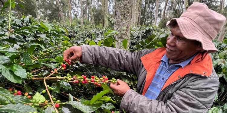 Upaya Bank Indonesia Jadikan Kopi Wamena Komoditas Unggulan di Pasar Dunia