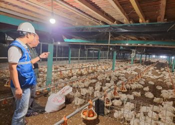 Program Electrifying Agriculture PLN Tumbuh 22,28 Persen
