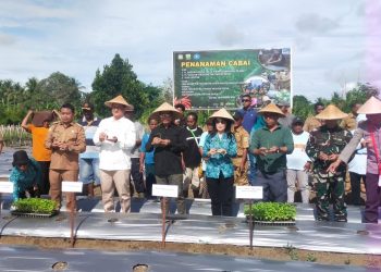Tanam Cabai, Upaya Pemerintah Papua Tekan Inflasi