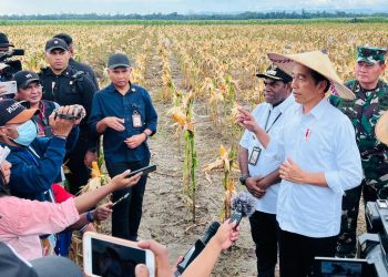 Akan Kembali Kunjungi Ladang Jagung di Keerom, Presiden Jokowi Harap Hasil Panen Lebih Baik
