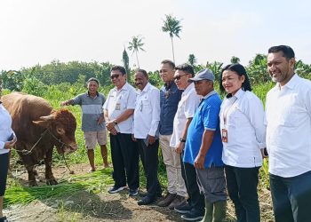 Sapi Limosin Bantuan Presiden Jokowi untuk Warga Papua Layak Jadi Hewan Kurban