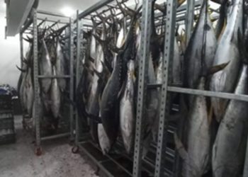 Hasil Tangkap Ikan Nelayan di Jayapura Mencapai Lebih dari 200 Ribu Kilogram