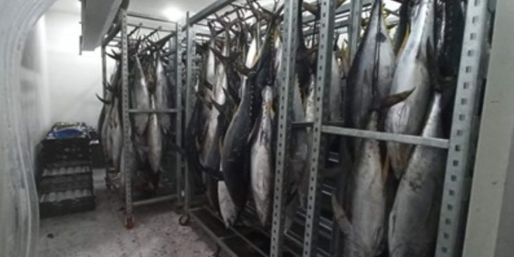 Hasil Tangkap Ikan Nelayan di Jayapura Mencapai Lebih dari 200 Ribu Kilogram